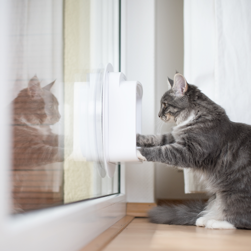 Enkel glas gehard/gelaagd met sparing voor kattenluik